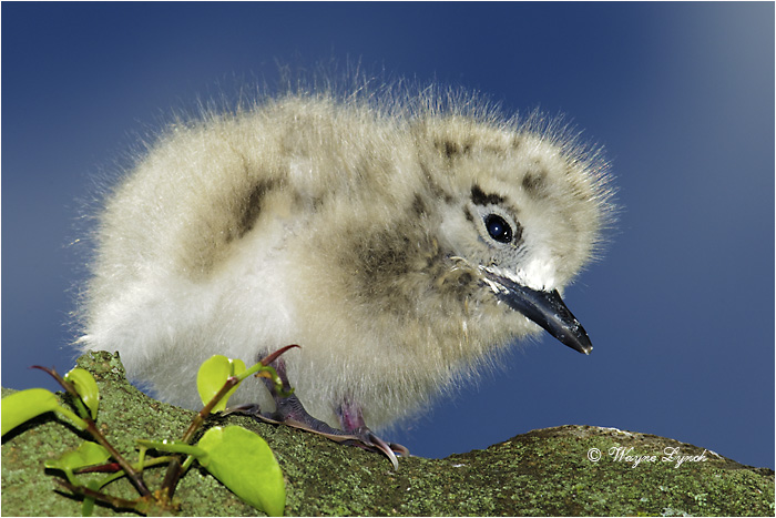 White Tern Chick 106 by Dr. Wayne Lynch &copy;